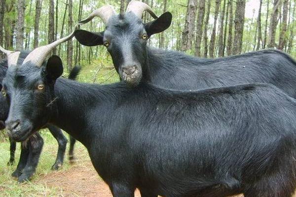 养殖黑山羊的羊圈要求有哪些?羊舍有哪些样式?
