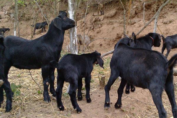 养殖黑山羊的羊圈要求有哪些?羊舍有哪些样式?