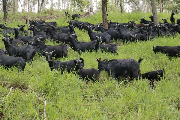 养殖黑山羊的羊圈要求有哪些?羊舍有哪些样式?