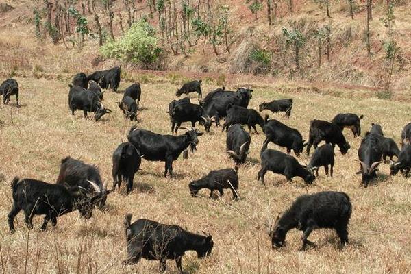 养殖黑山羊的羊圈要求有哪些?羊舍有哪些样式?