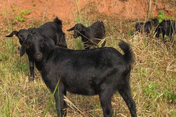 养殖黑山羊的羊圈要求有哪些?羊舍有哪些样式?