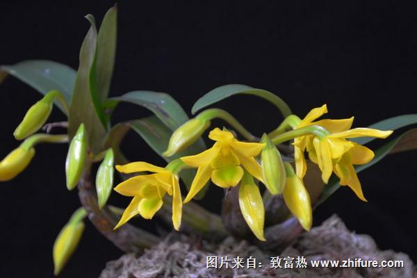 2018种石斛赚钱吗?石斛种植的利润与投资成本及前景预测