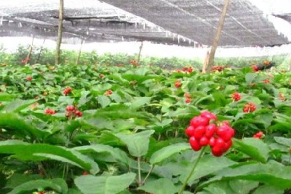 2018种西洋参赚钱吗?西洋参种植的利润与投资成本及前景预测