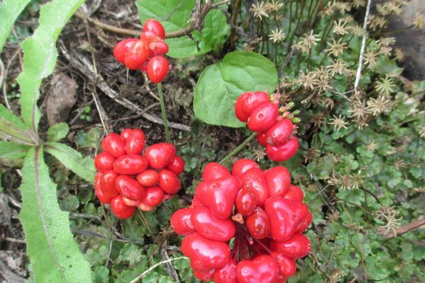 2018种西洋参赚钱吗?西洋参种植的利润与投资成本及前景预测