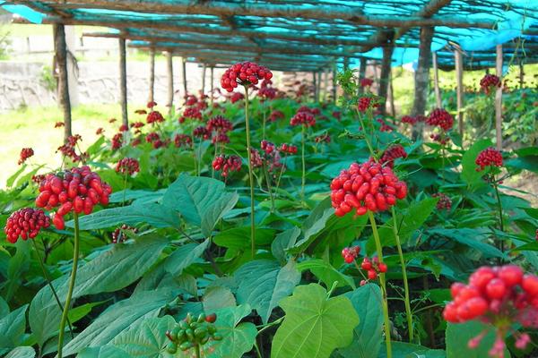 2018种西洋参赚钱吗?西洋参种植的利润与投资成本及前景预测