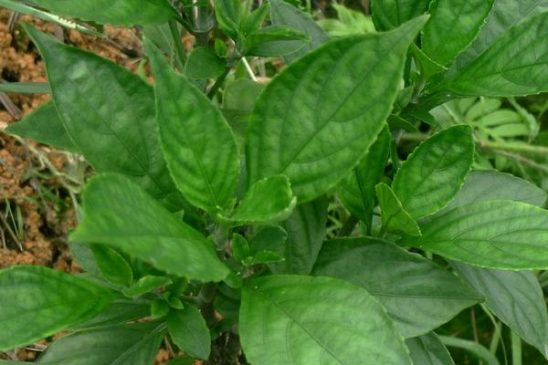 2018种板蓝根赚钱吗?板蓝根种植的利润与投资成本及前景预测