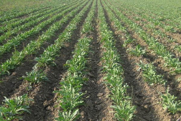 2018种板蓝根赚钱吗?板蓝根种植的利润与投资成本及前景预测