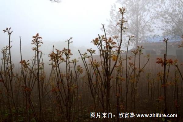 香椿树什么时候移栽好