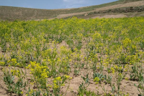 2018种板蓝根赚钱吗?板蓝根种植的利润与投资成本及前景预测