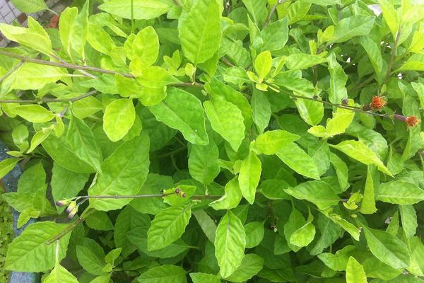 2018种板蓝根赚钱吗?板蓝根种植的利润与投资成本及前景预测