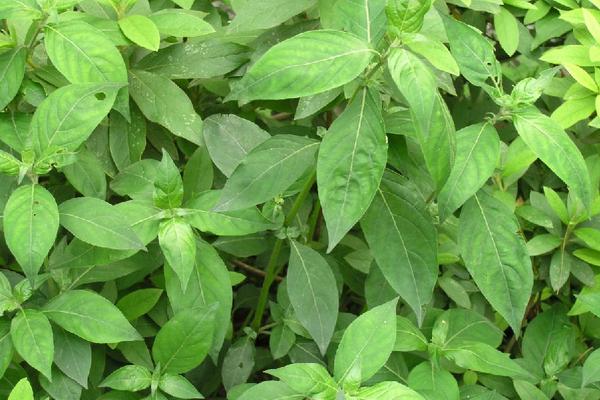 2018种板蓝根赚钱吗?板蓝根种植的利润与投资成本及前景预测