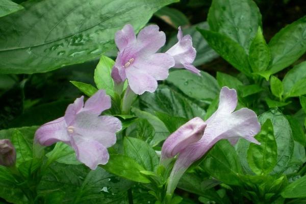 2018种板蓝根赚钱吗?板蓝根种植的利润与投资成本及前景预测