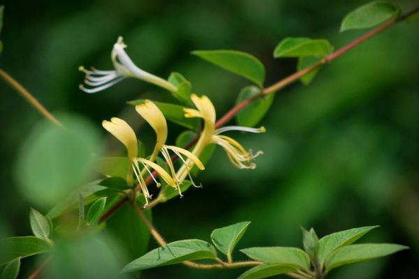 2018种金银花赚钱吗?金银花种植的利润与投资成本及前景预测