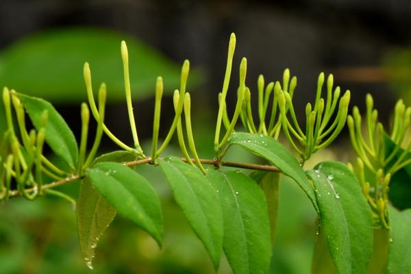 2018种金银花赚钱吗?金银花种植的利润与投资成本及前景预测