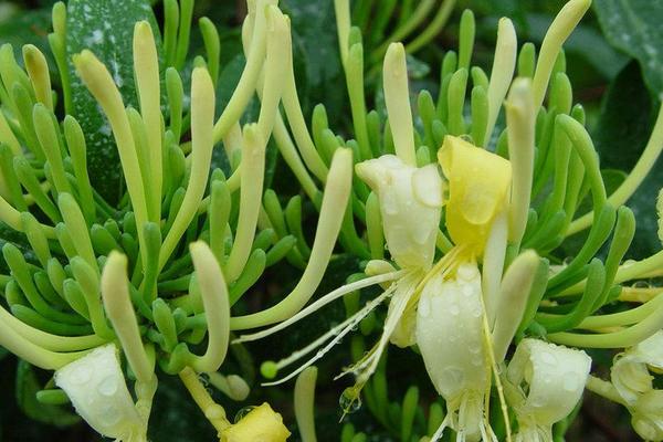 2018种金银花赚钱吗?金银花种植的利润与投资成本及前景预测