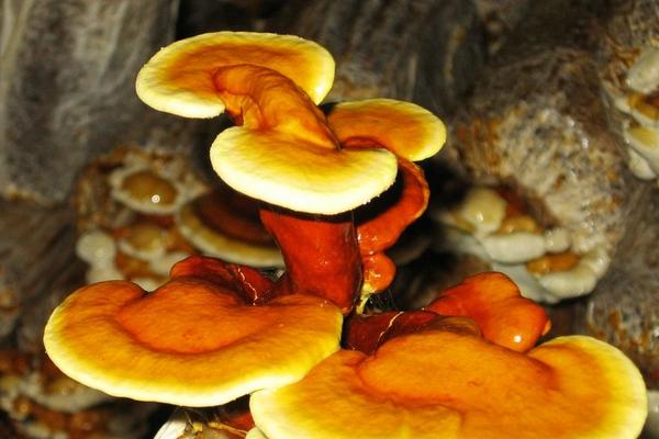 2018种灵芝赚钱吗?灵芝种植的利润与投资成本及前景预测