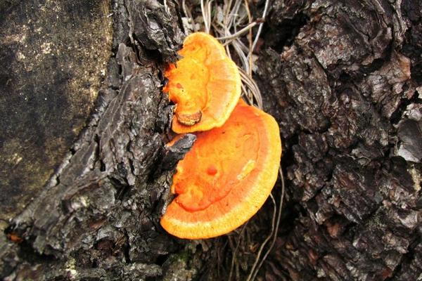 2018种灵芝赚钱吗?灵芝种植的利润与投资成本及前景预测