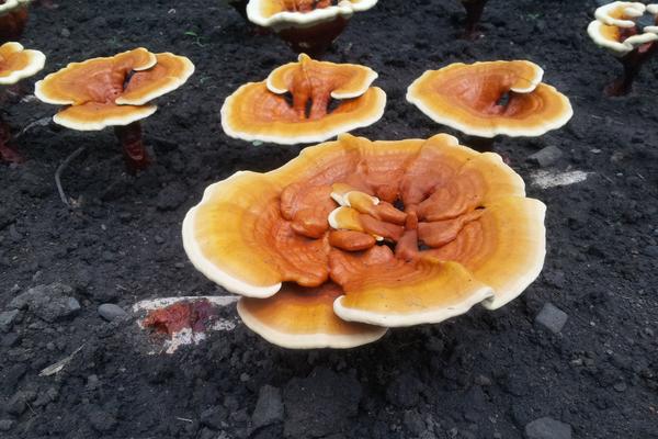 2018种灵芝赚钱吗?灵芝种植的利润与投资成本及前景预测