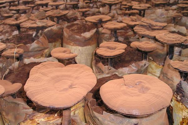 2018种灵芝赚钱吗?灵芝种植的利润与投资成本及前景预测