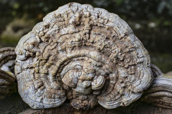 2018种灵芝赚钱吗?灵芝种植的利润与投资成本及前景预测