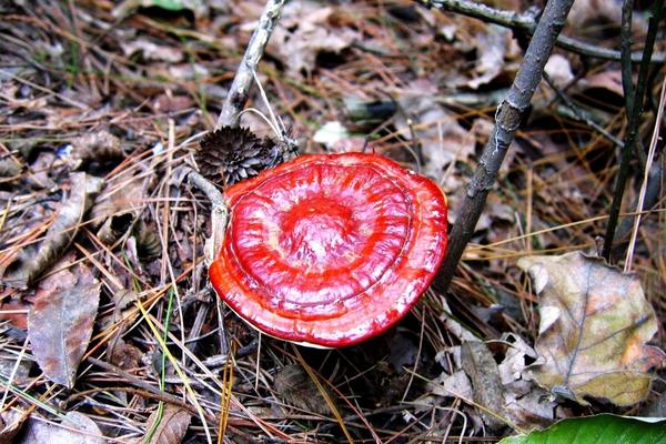 2018种灵芝赚钱吗?灵芝种植的利润与投资成本及前景预测