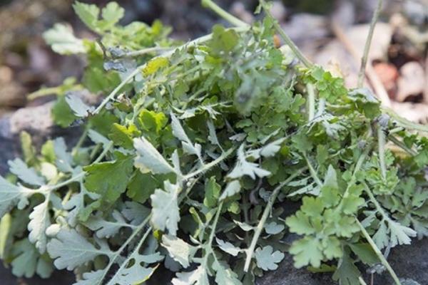 2018种黄岑赚钱吗?黄岑种植的利润与投资成本及前景预测