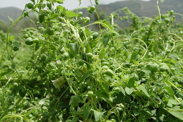 2018种黄岑赚钱吗?黄岑种植的利润与投资成本及前景预测