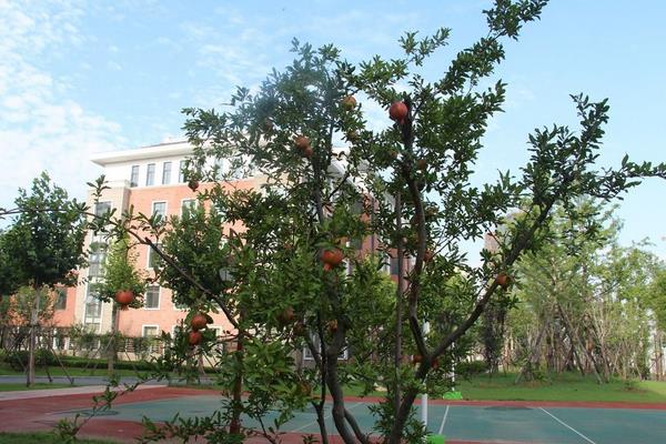 家里为什么不种香椿树