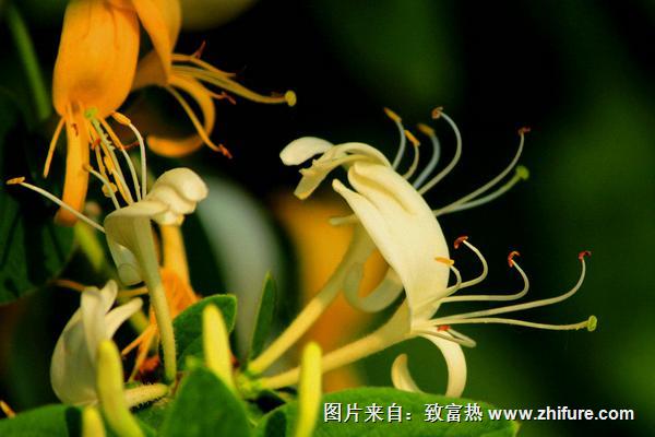 2018种金银花赚钱吗?金银花种植的利润与投资成本及前景预测