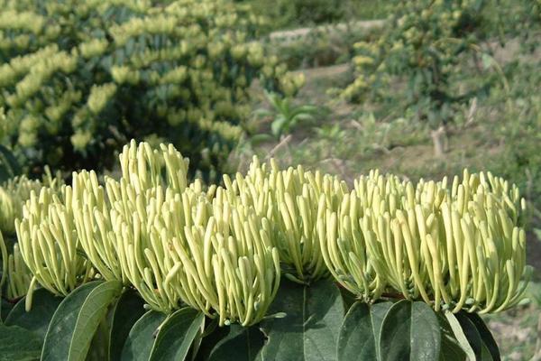 2018种金银花赚钱吗?金银花种植的利润与投资成本及前景预测