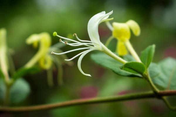 2018种金银花赚钱吗?金银花种植的利润与投资成本及前景预测