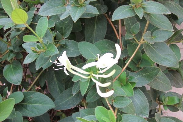 2018种金银花赚钱吗?金银花种植的利润与投资成本及前景预测