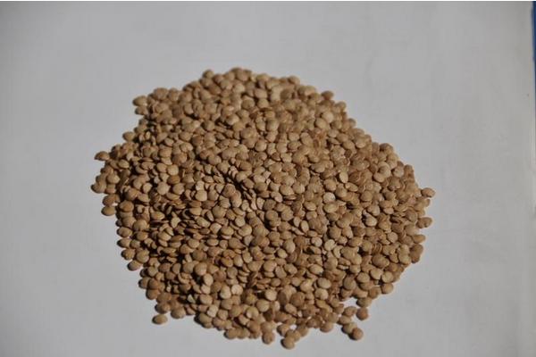 茄子种子怎么种