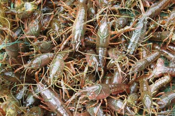 潜江养殖小龙虾再次获得丰收