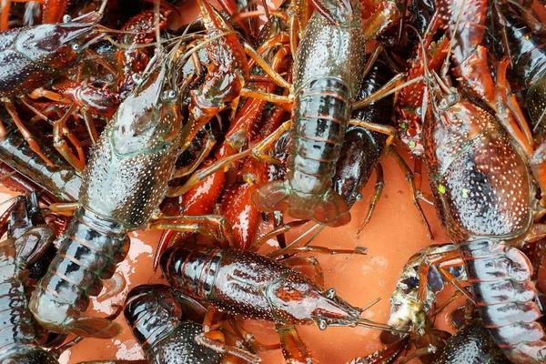 潜江养殖小龙虾再次获得丰收