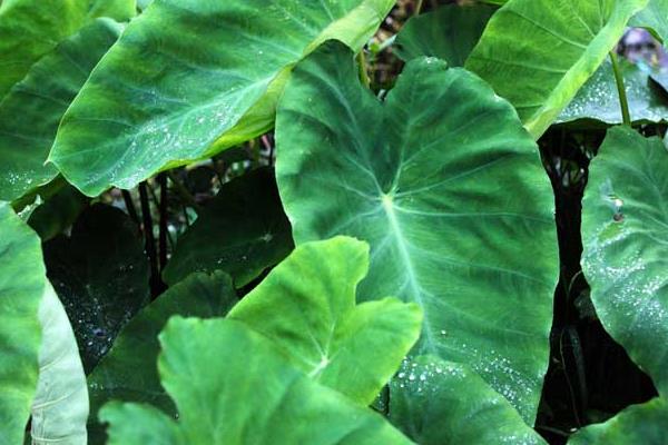 芋头“芋瘟”的综合防治