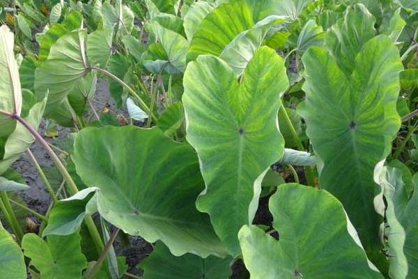 芋头“芋瘟”的综合防治