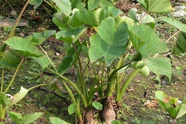 芋头“芋瘟”的综合防治