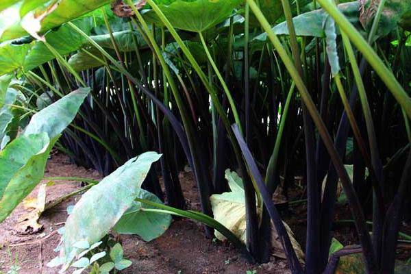 芋头“芋瘟”的综合防治