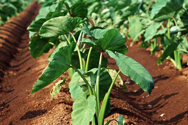 芋头“芋瘟”的综合防治