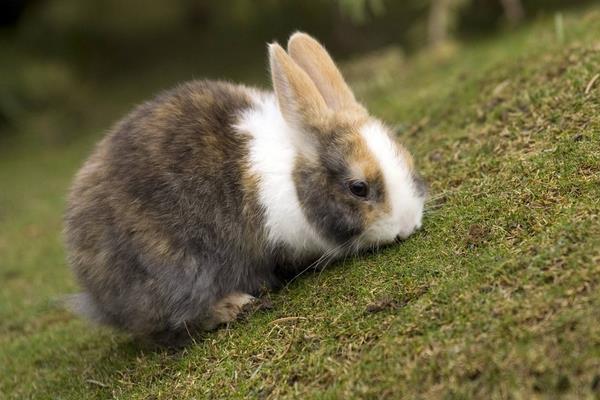 养兔子的风险有哪些?