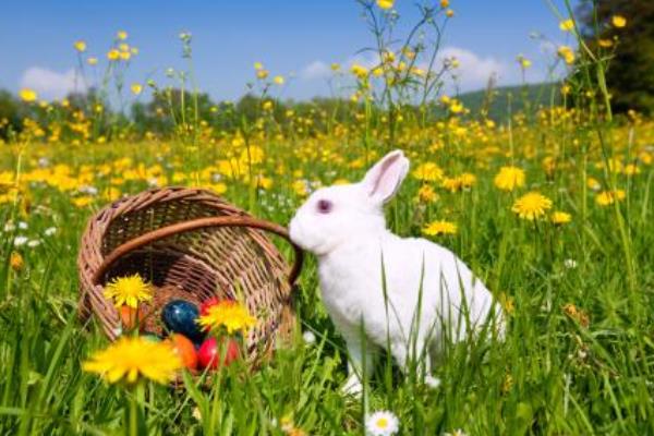 养兔子的风险有哪些?