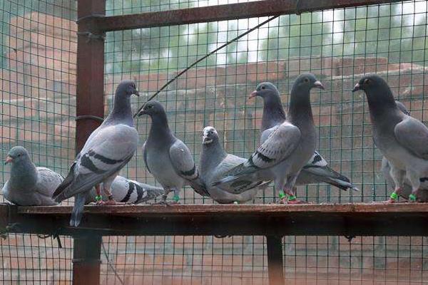 养鸽用品