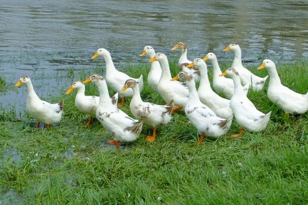 养鸭怎么养才好?鸭病怎么防治?