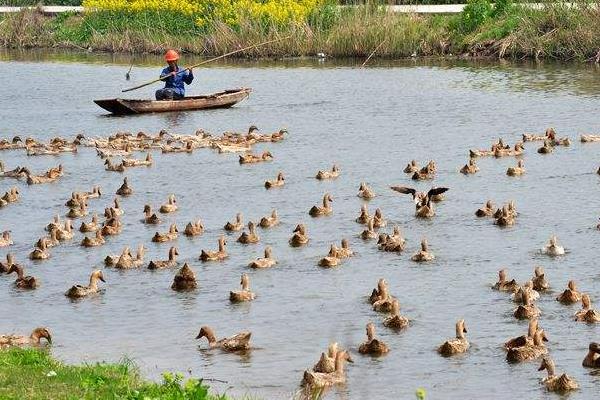 养鸭怎么养才好?鸭病怎么防治?
