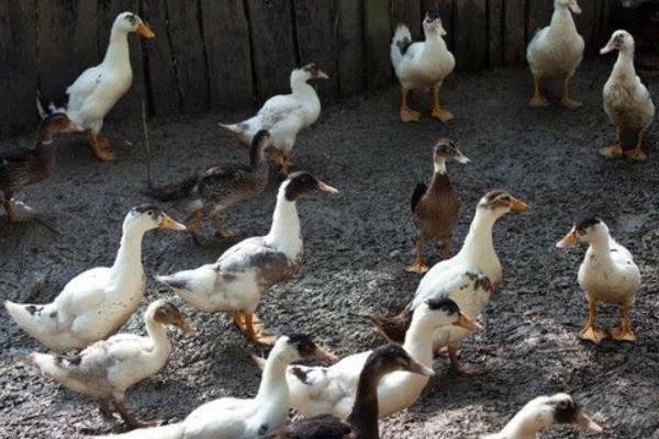 养鸭怎么养才好?鸭病怎么防治?