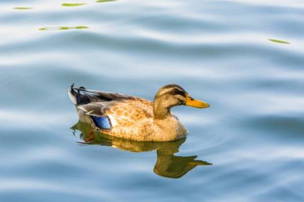 养鸭怎么养才好?鸭病怎么防治?