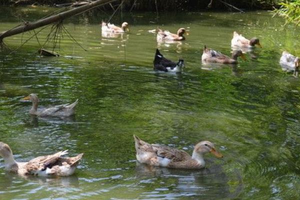 养鸭怎么养才好?鸭病怎么防治?