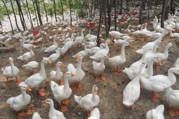 养鸭怎么养才好?鸭病怎么防治?