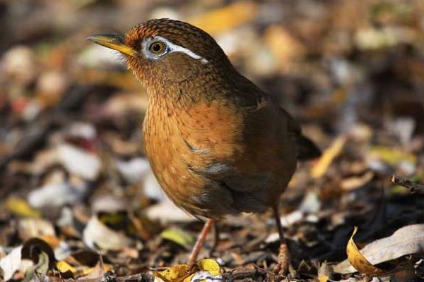 养殖画眉鸟的体外寄生虫病的防治
